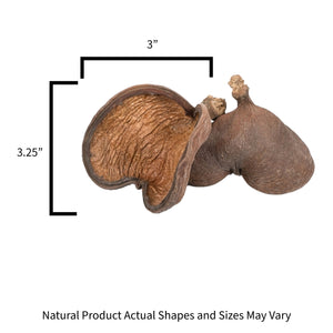 Pangea Dark Nut Pod dimensions and measurements.