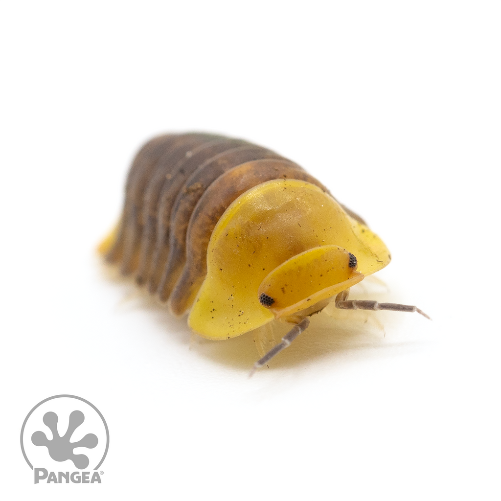Official Rubber Ducky Isopods Care Guide 2022