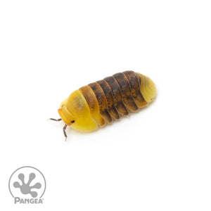 Cubaris sp.  ‘Rubber Ducky’ Isopods