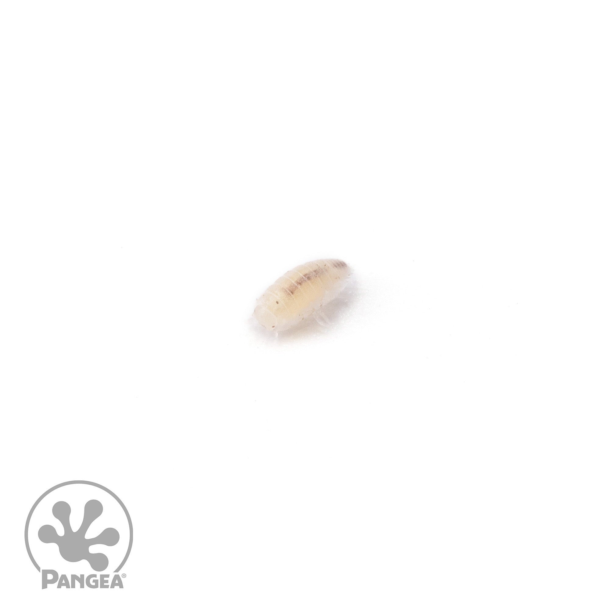 Trichorhina tomentosa 'Dwarf White' Isopods