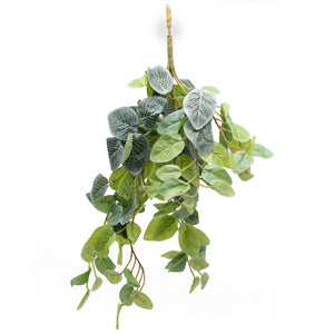 Pangea Fittonia Hanging Bush - 18"