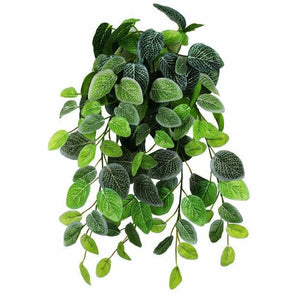 Pangea Fittonia Hanging Bush - 18"