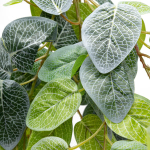 Pangea Fittonia leaves close up.