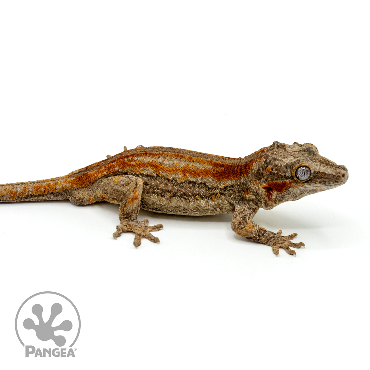 Male Striped Gargoyle Gecko | Pangea Reptile | Ga-0252 - Pangea Reptile LLC