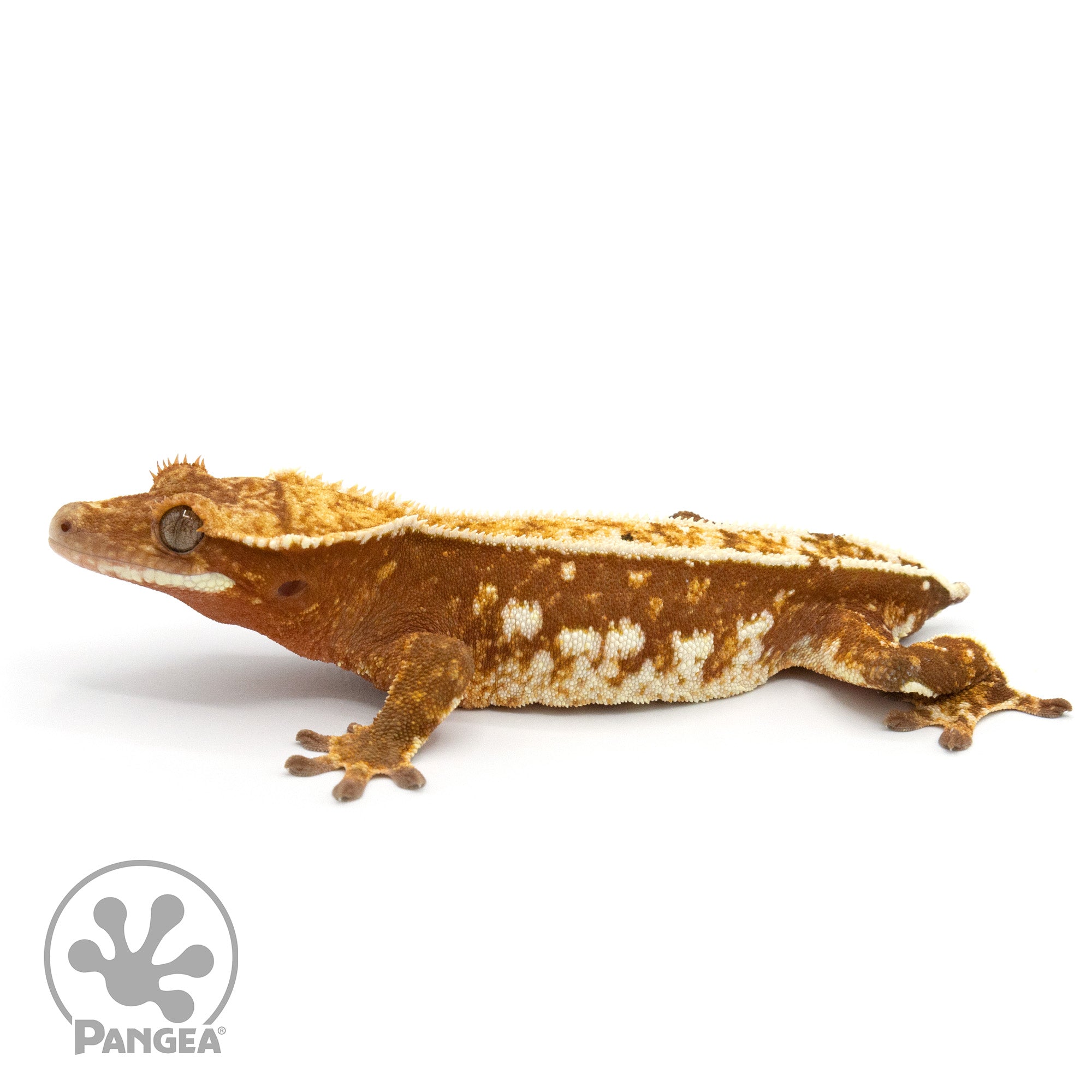 Female Red Harlequin Crested Gecko GL-0219 facing left