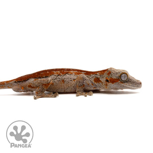 Male Red Stripe Gargoyle Gecko Ga-0296 facing left