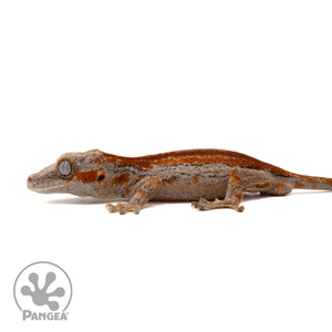 Male Red Stripe Gargoyle Gecko Ga-0296 facing right