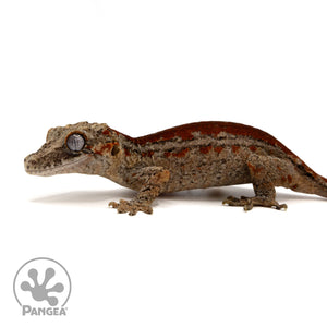 Female Red Striped Gargoyle Gecko Ga-0298 facing left