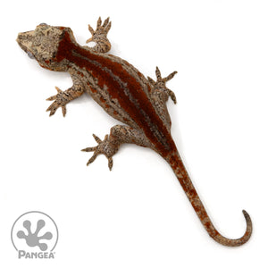 Female Red Striped Gargoyle Gecko Ga-0298 from above