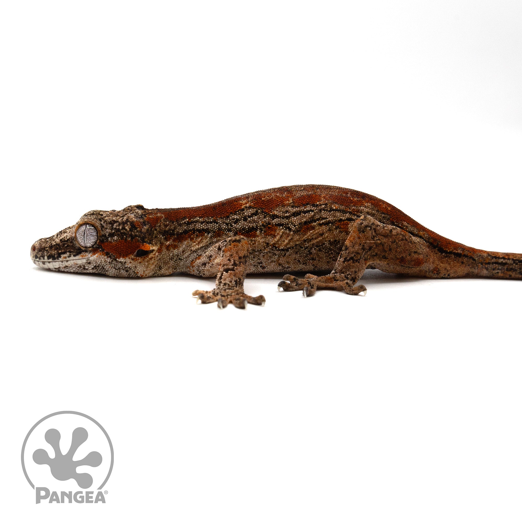 Female Red Striped Gargoyle Gecko Ga-0301 facing left