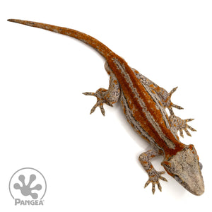 Male Red Striped Gargoyle Gecko Ga-0303 from above