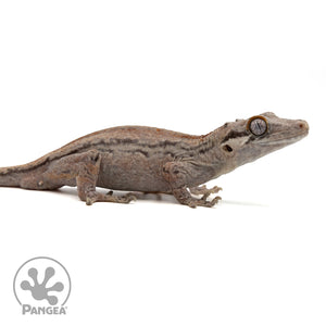 Male Pink Striped Gargoyle Gecko Ga-0308 facing right