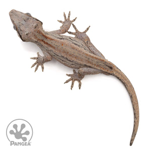 Male Pink Striped Gargoyle Gecko Ga-0308 from above