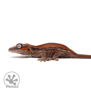 Juvenile Red Stripe Gargoyle Gecko Ga-0316 Facing left