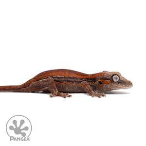 Juvenile Red Stripe Gargoyle Gecko Ga-0316 facing right