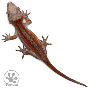 Juvenile Red Stripe Gargoyle Gecko Ga-0316 from above