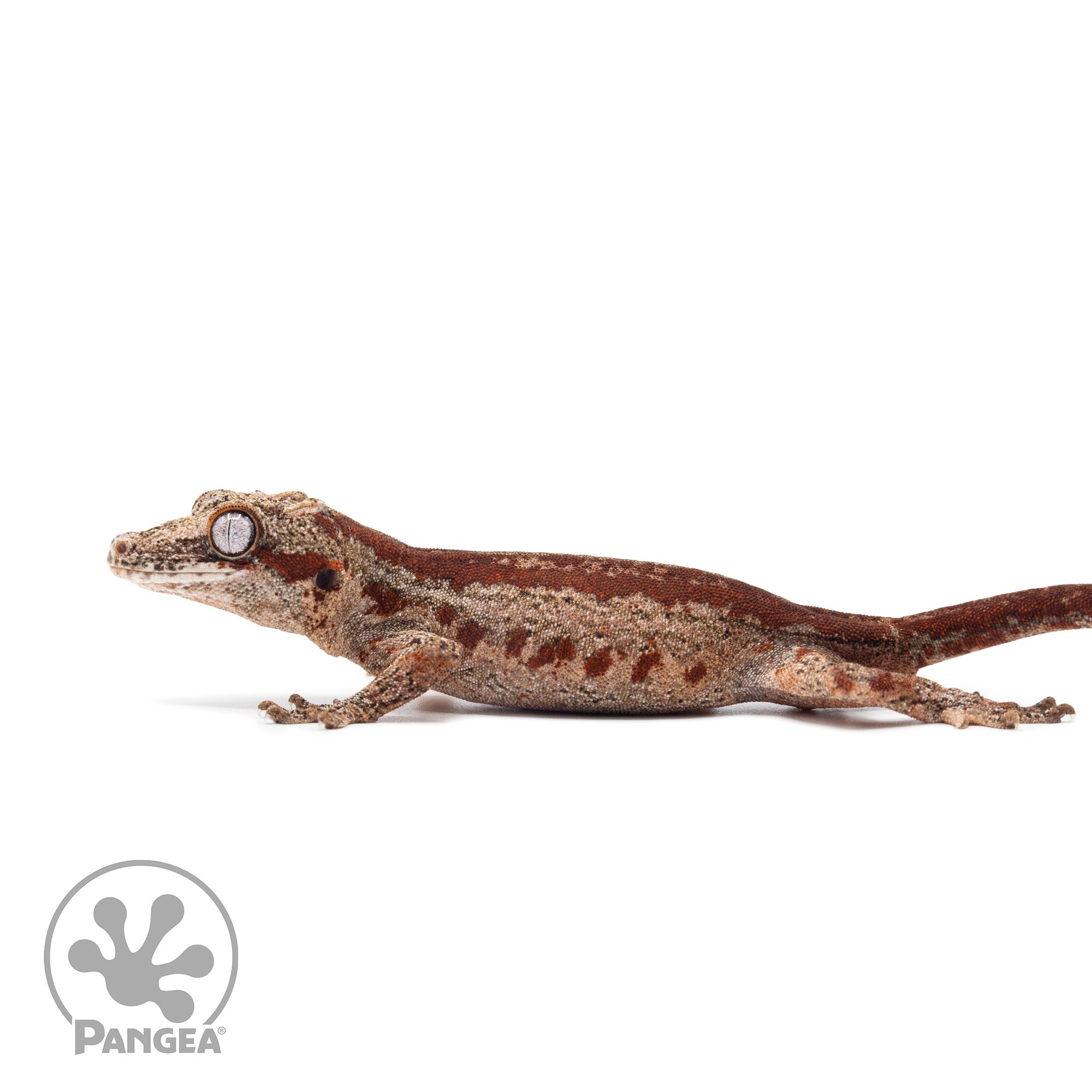 Juvenile Red Striped Gargoyle Gecko Ga-0317 facing left