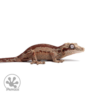 Juvenile Red Striped Gargoyle Gecko Ga-0317 facing right