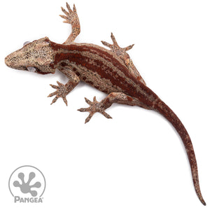 Juvenile Red Striped Gargoyle Gecko Ga-0317 from above