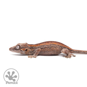 Juvenile Red and Orange Striped Gargoyle Gecko Ga-0318 facing left