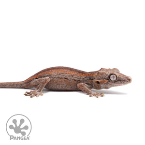 Juvenile Red and Orange Striped Gargoyle Gecko Ga-0318 facing right