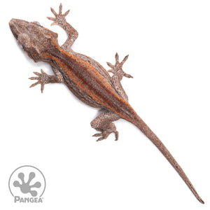 Juvenile Red and Orange Striped Gargoyle Gecko Ga-0318 from above