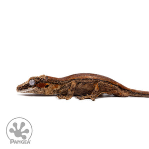 Male Red Striped Gargoyle Gecko Ga-0320 facing left