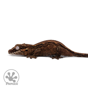 Female Black Stripe Gargoyle Gecko Ga-0321 facing left