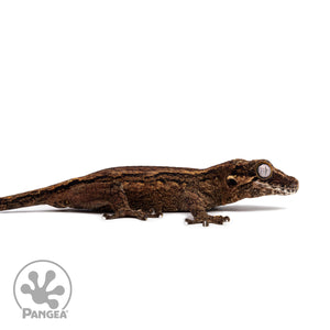 Female Black Stripe Gargoyle Gecko Ga-0321 facing right