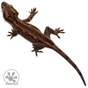 Female Black Stripe Gargoyle Gecko Ga-0321 from above