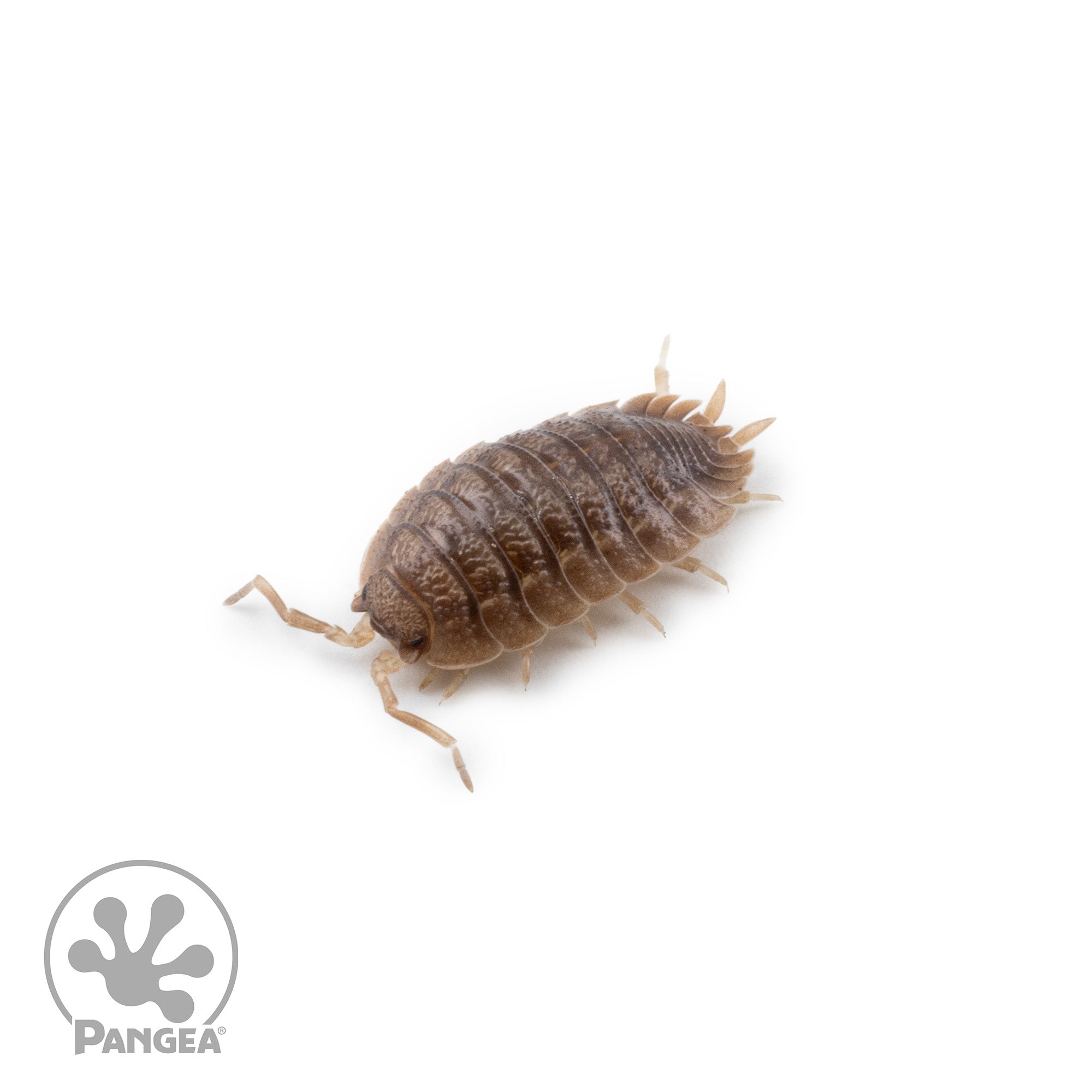 Porcellio dilatatus 'Giant Canyon' Isopods