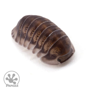 Cubaris sp.  ‘Happy Nun’ Isopods