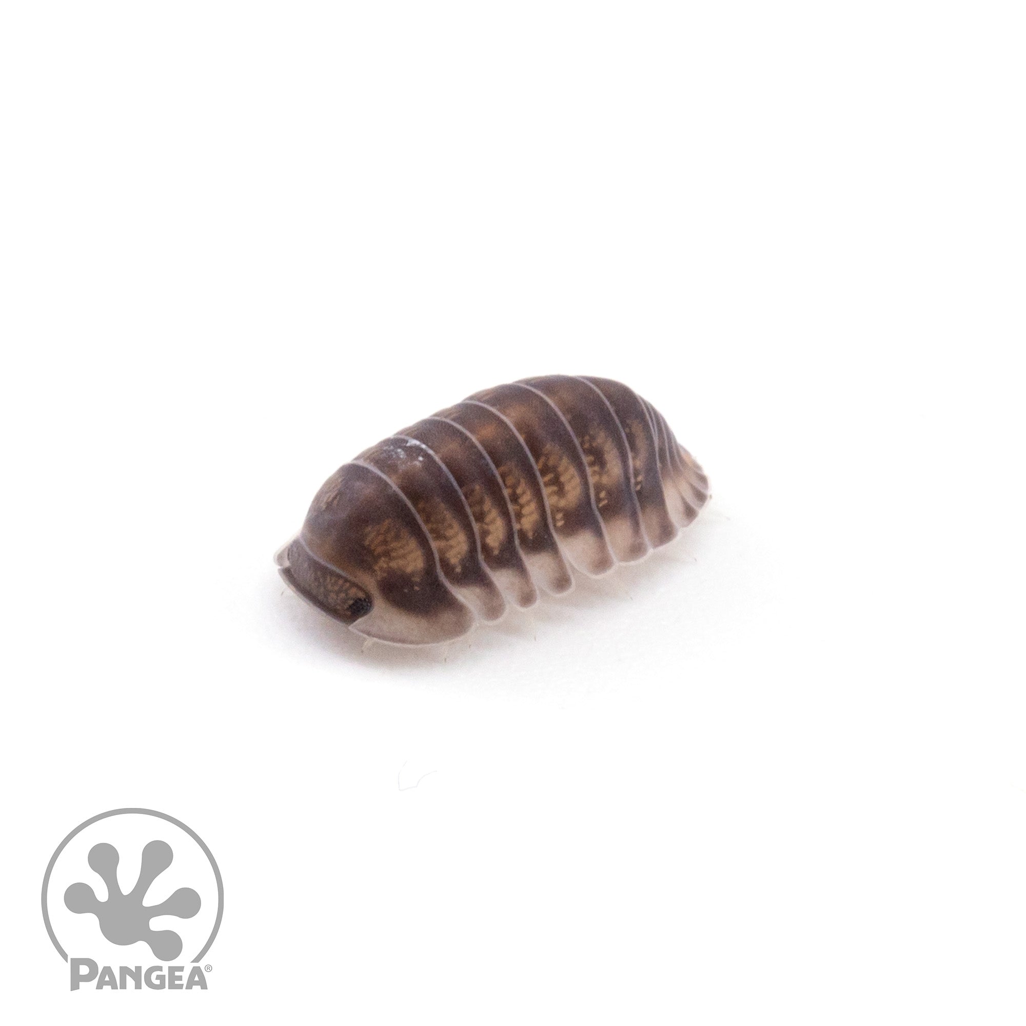 Cubaris sp.  ‘Happy Nun’ Isopods