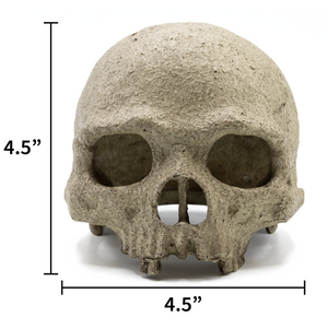 Human Skull Reptile Hide measurements front