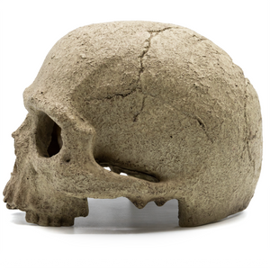 Pangea Human Skull Reptile Hide facing left