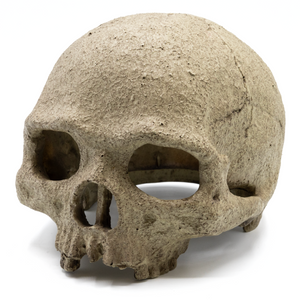 Pangea Human Skull Reptile Hide right bias