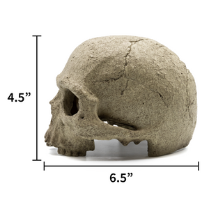 Human Skull Reptile Hide measurements left side