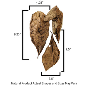 Sizes for Indian Almond leaf litter used in reptile and crested gecko enclosures.