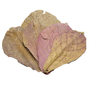 Pangea Indian Almond Leaves