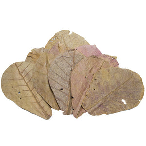 Pangea Indian Almond Leaves