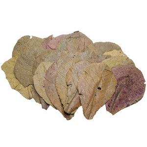 Pangea Indian Almond Leaves