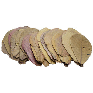 Pangea Indian Almond Leaves