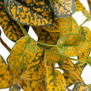 Pangea Japanese Laurel leaves close up.