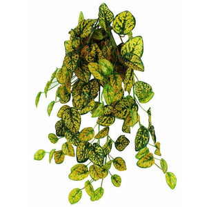 Pangea Japanese Laurel Hanging Bush - 18 "