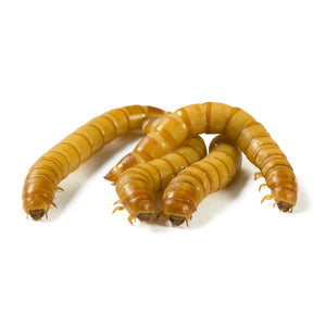 Wax Worms For Sale - Quantity 250 - Reptiles For Sale