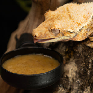 Crested Gecko with tongue out on cork bark eating from a Pangea MicroDish Large Branch Mount Kit in an enclosure.