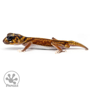 Male Nephurus vertabralis NV-01