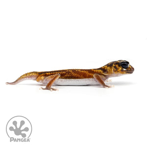 Male Nephurus vertabralis NV-01