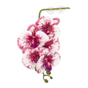 Pangea Hanging Orchids - White