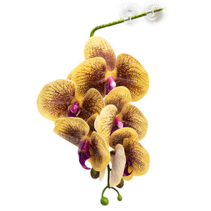 Pangea Hanging Orchids - Yellow